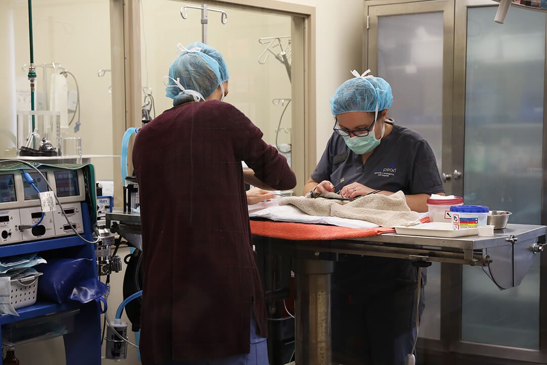 two veterinarians perform surgery on a bird