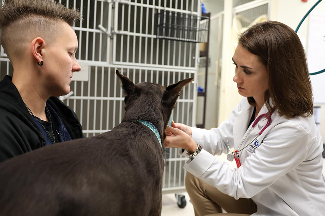 Two vets measure lymphs on large dog.