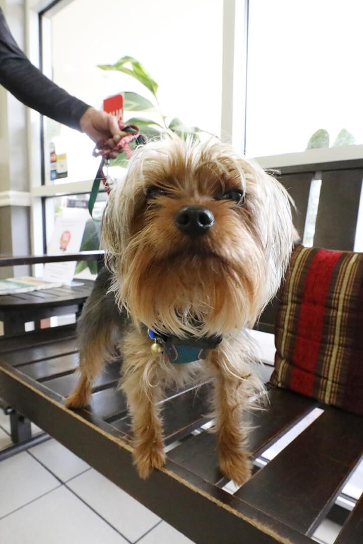 A small dog stands on a bench in the lobby.