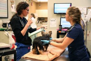 Two female veterinarians discuss the small dog on the table between them.