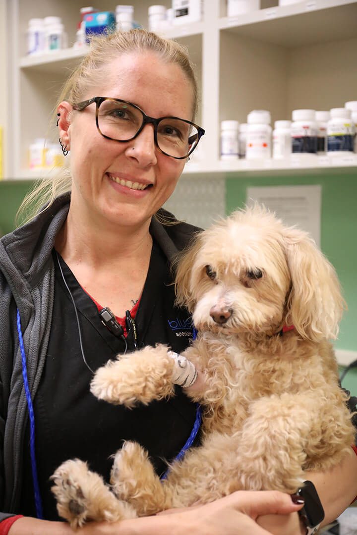 A blond, female veterinarian smiles as she holds a curly haired dog with a bandage on its leg.