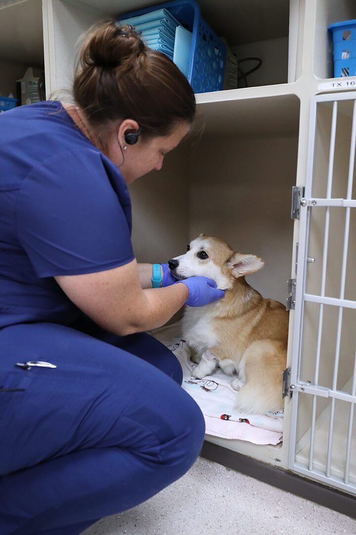 A vet tech bends over to pet a small dog in a kennel.