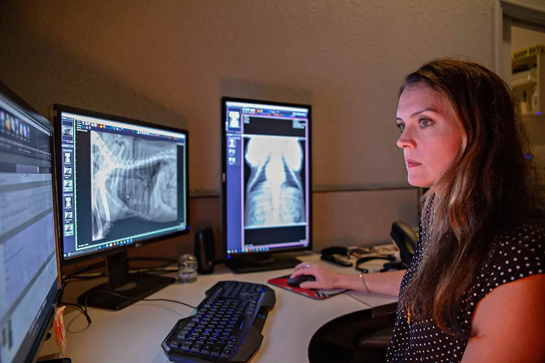 A female veterinarian looks at a scan of lung lobe tumors on a computer monitor.