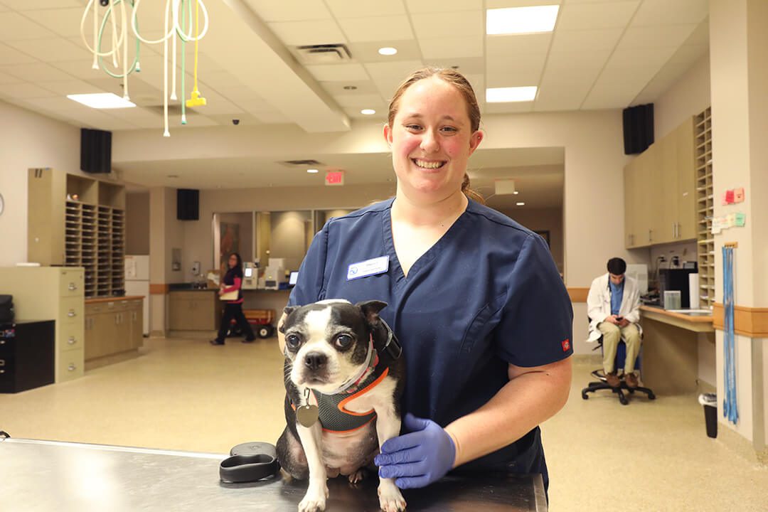 Family Pet Hospital in Sandy Springs, GA - Brookhaven Animal Hospital