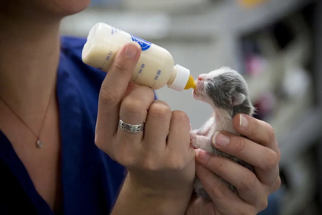 A veterinarian feeds a new born kitten with a small bottle.