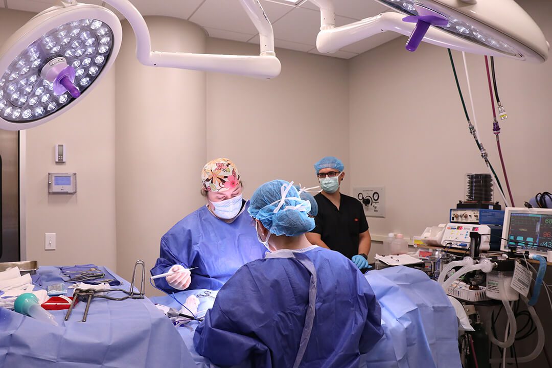 Surgery team works together to operate on a dog.