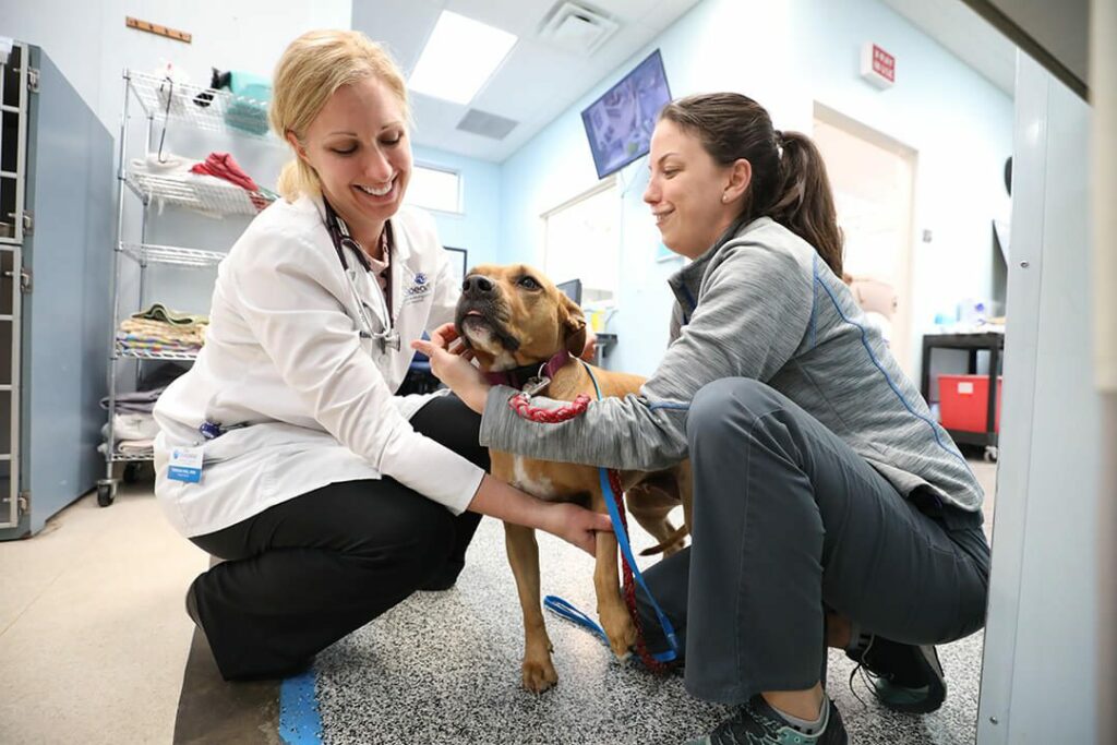 BluePearl Pet Hospital | Gainesville, FL | Emergency Veterinarian ...