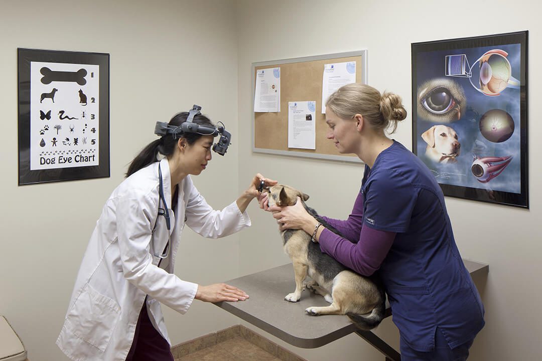 A female veterinarian holds a medium-sized dog on a table while an ophthalmologist examines its eyes.
