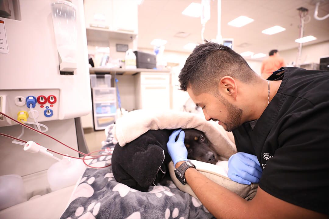 Male vet tech pets a black dog under blankets receiving hemodialysis.