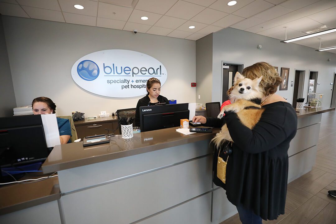 A lady with her chihuahua stands at the front desk.
