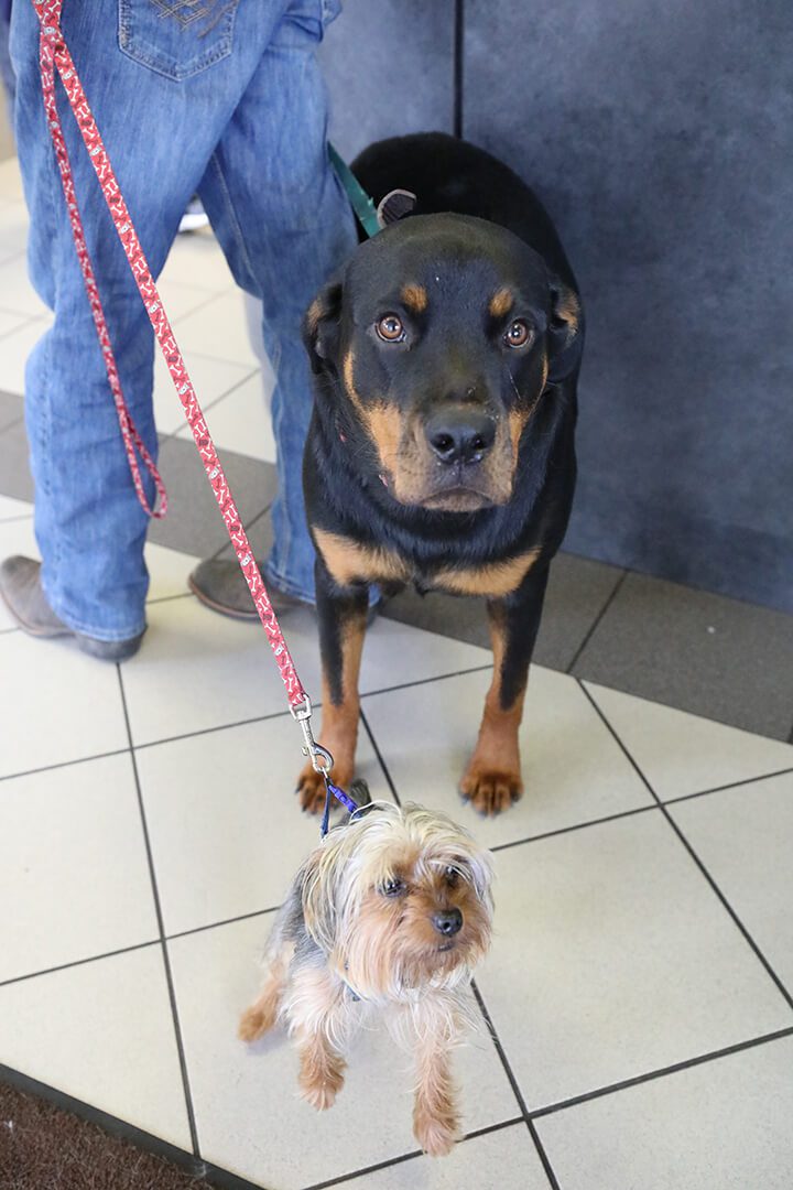 A large Rottweiler and small dog pose for the camera.