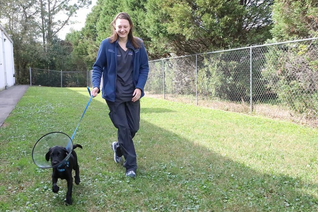 A tall, smiling vet tech walks a black lab puppy wearing a plastic cone in the grass.