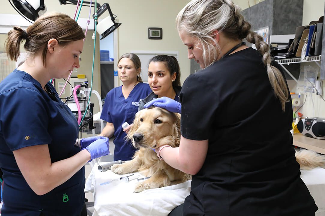 A group of vet tech stand around a golden retriever on a table.