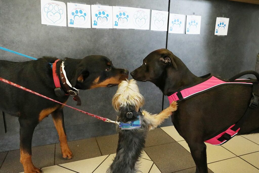 Three dogs touch noses in greeting in the lobby.