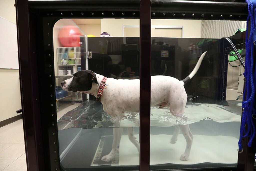 A white dog walks on an underwater treadmill.