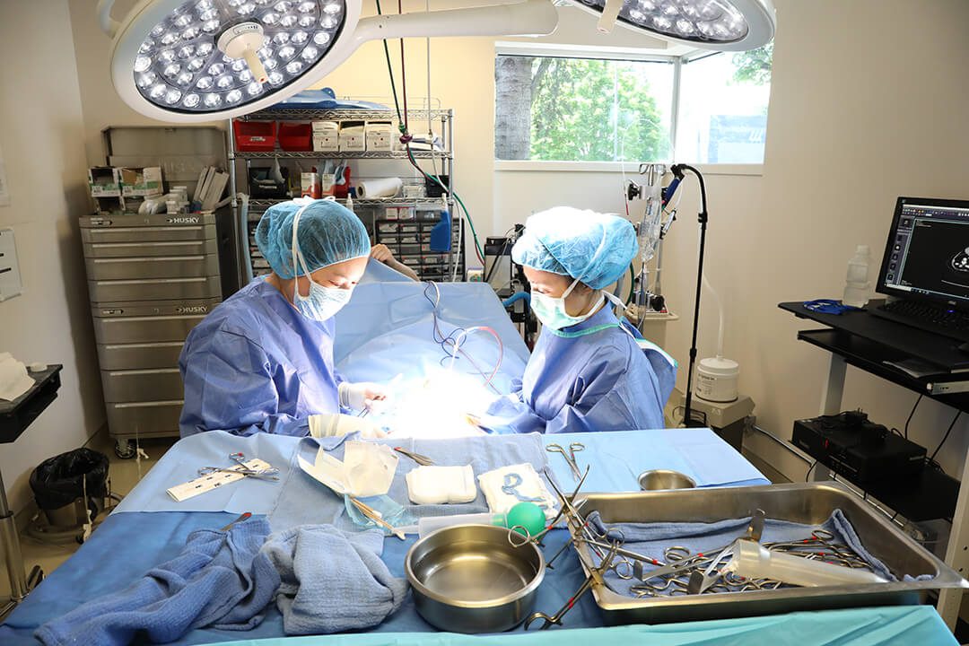 Two surgeons wearing blue gowns and masks operate on a patient.