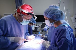 Surgeons perform a total hip replacement in a dog.