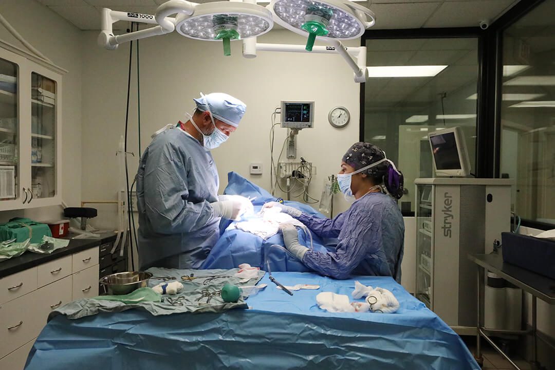 Two surgeons perform an operation on a pet under bright lights.