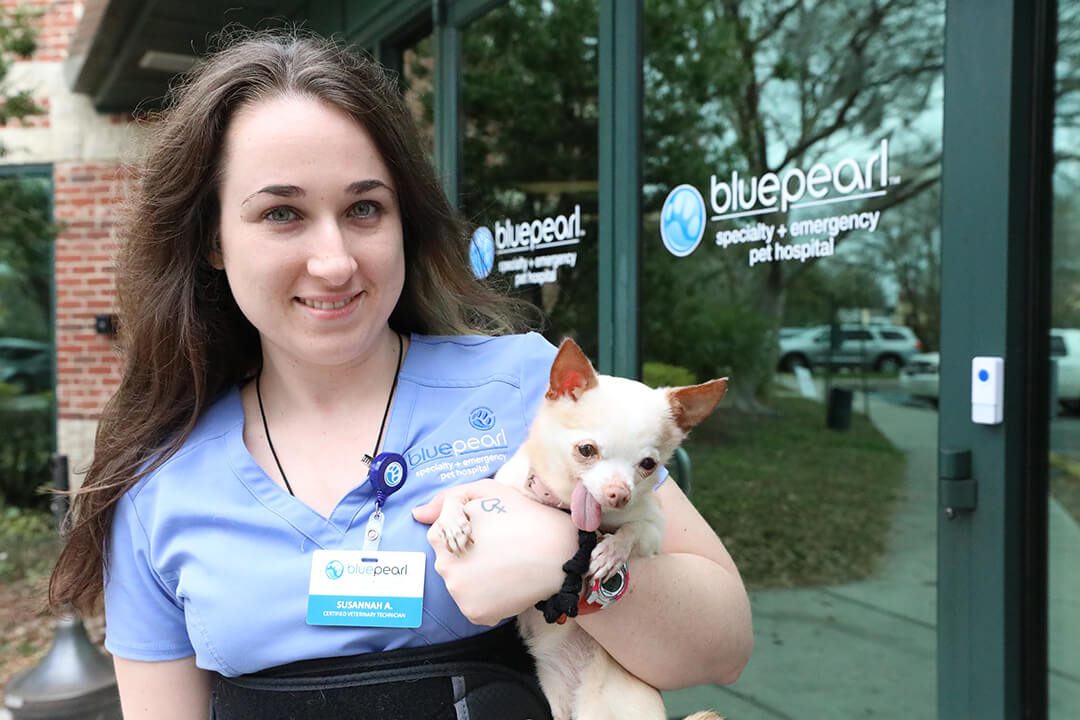 A smiling brunette tech holds a small chihuahua.
