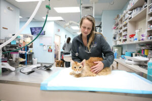 A BluePearl specialty vet soothes an orange long-hair tabby cat on an examination table. 