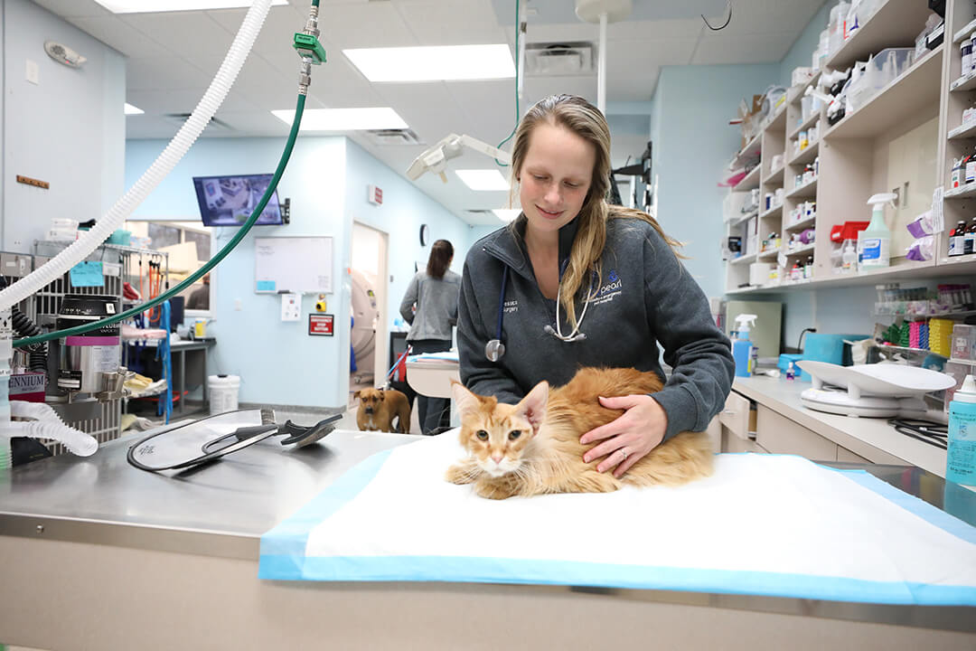 A female vet tech smiles while holding an orange cat on an exam table.