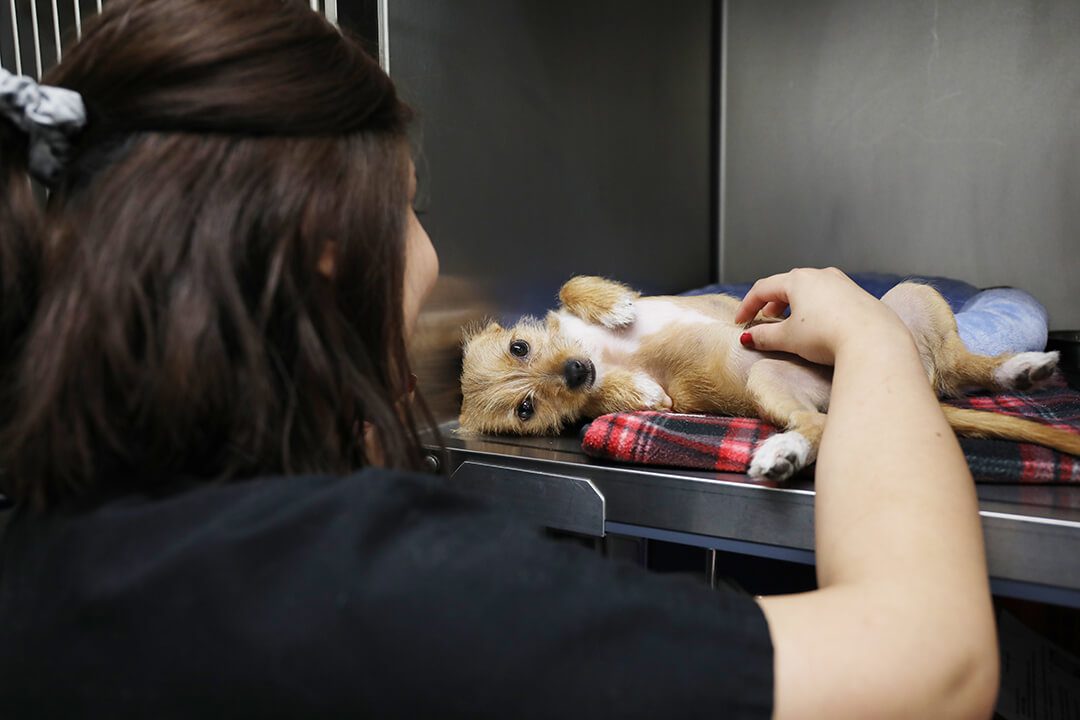 Brunette vet tech pets a small dog laying on a blanket.