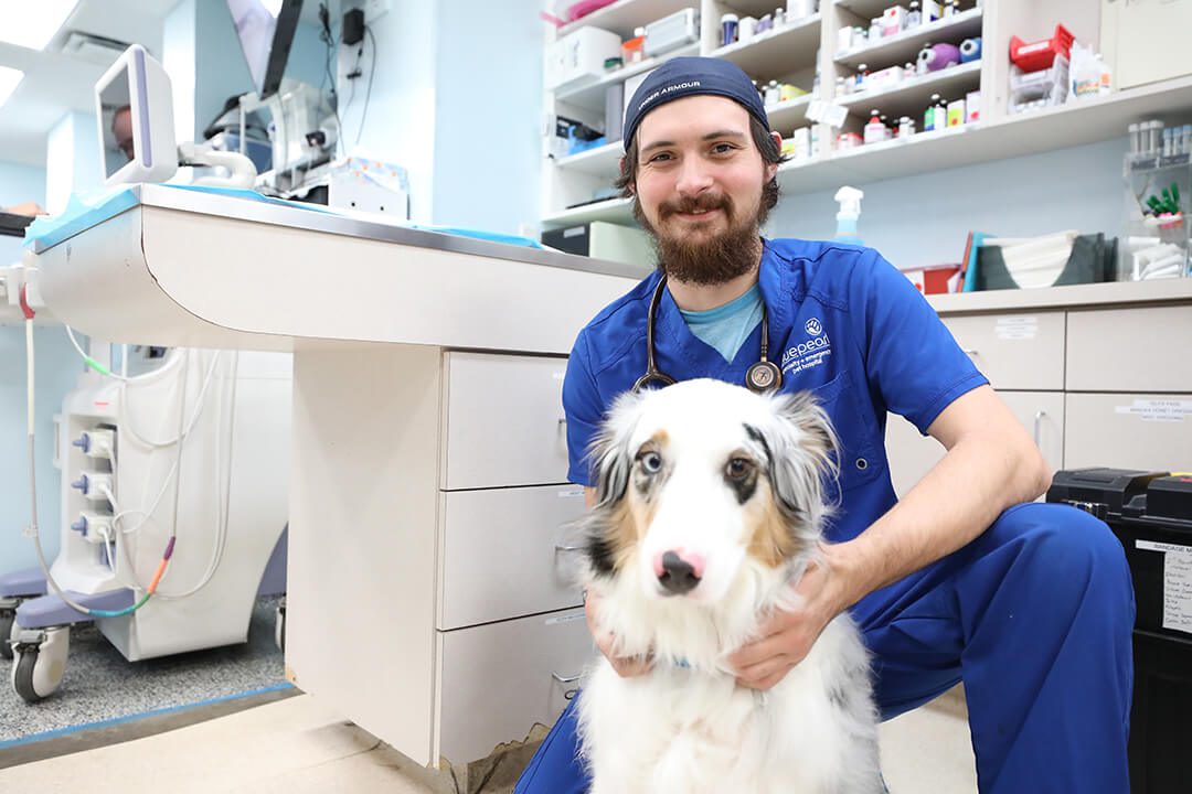 A vet tech in blue scrubs poses with an Australian shepherd dog by an exam table