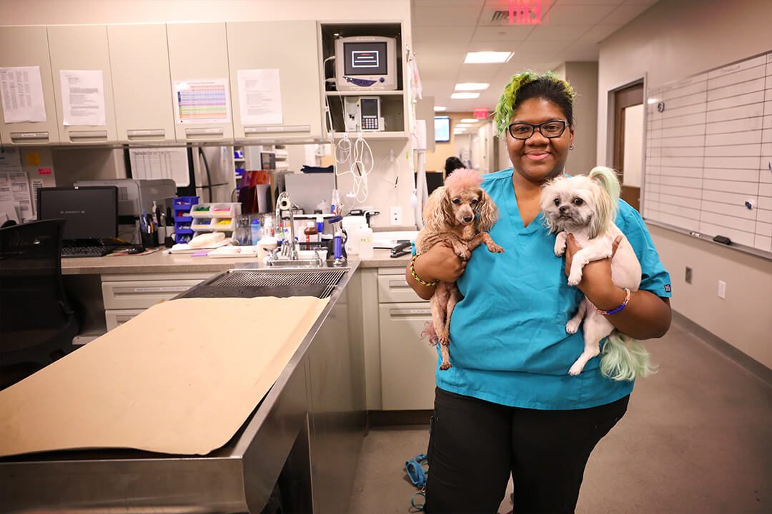 A female tech holds two small dogs in the hospital.