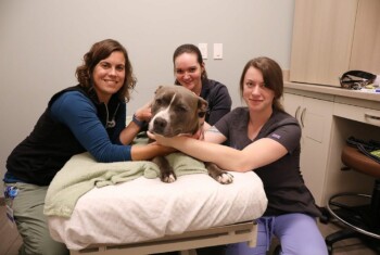 Three techs pose with a pit bull on a cushion.
