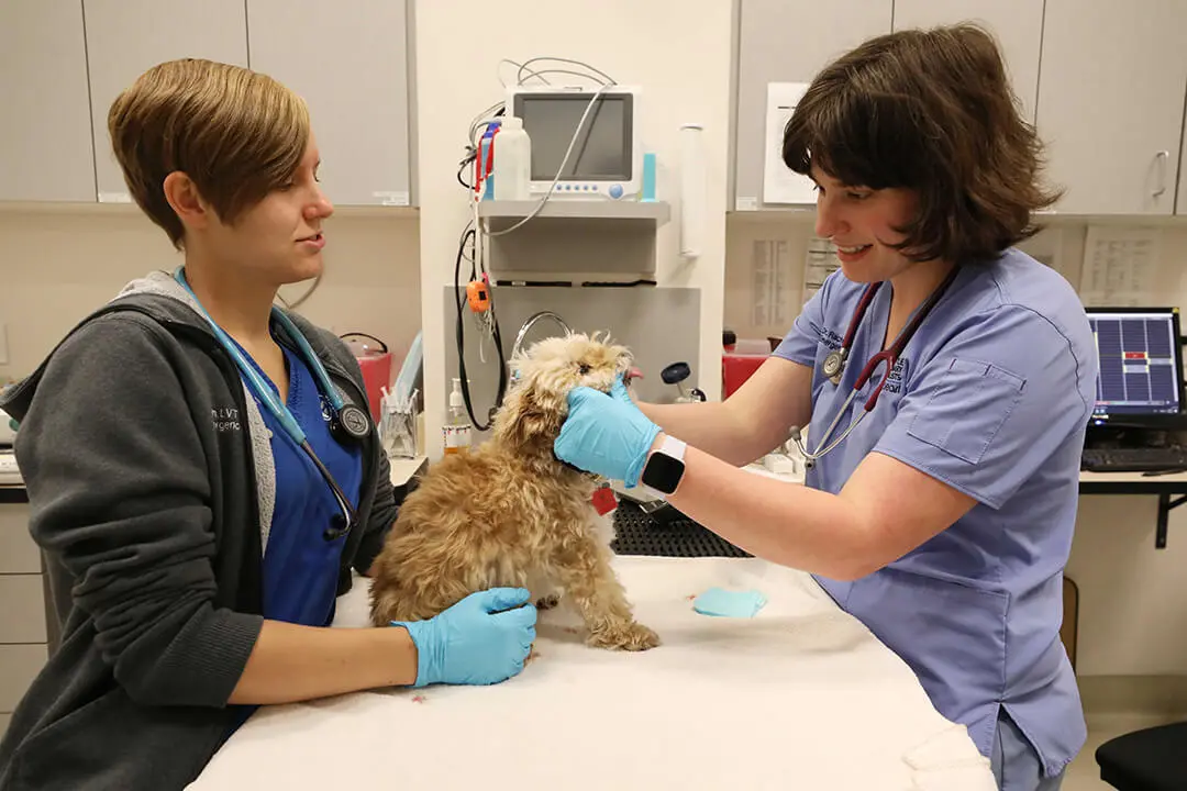 Two techs hold a small dog on a table.