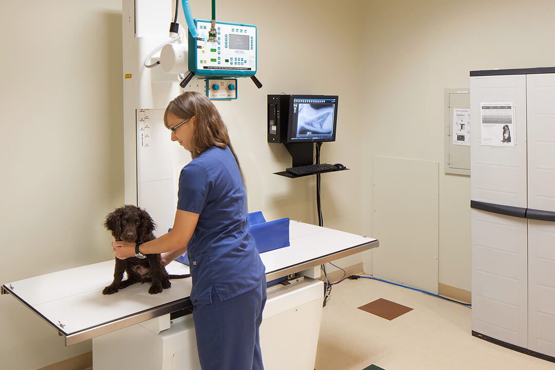 A veterinarian holds a small brown dog on a table.