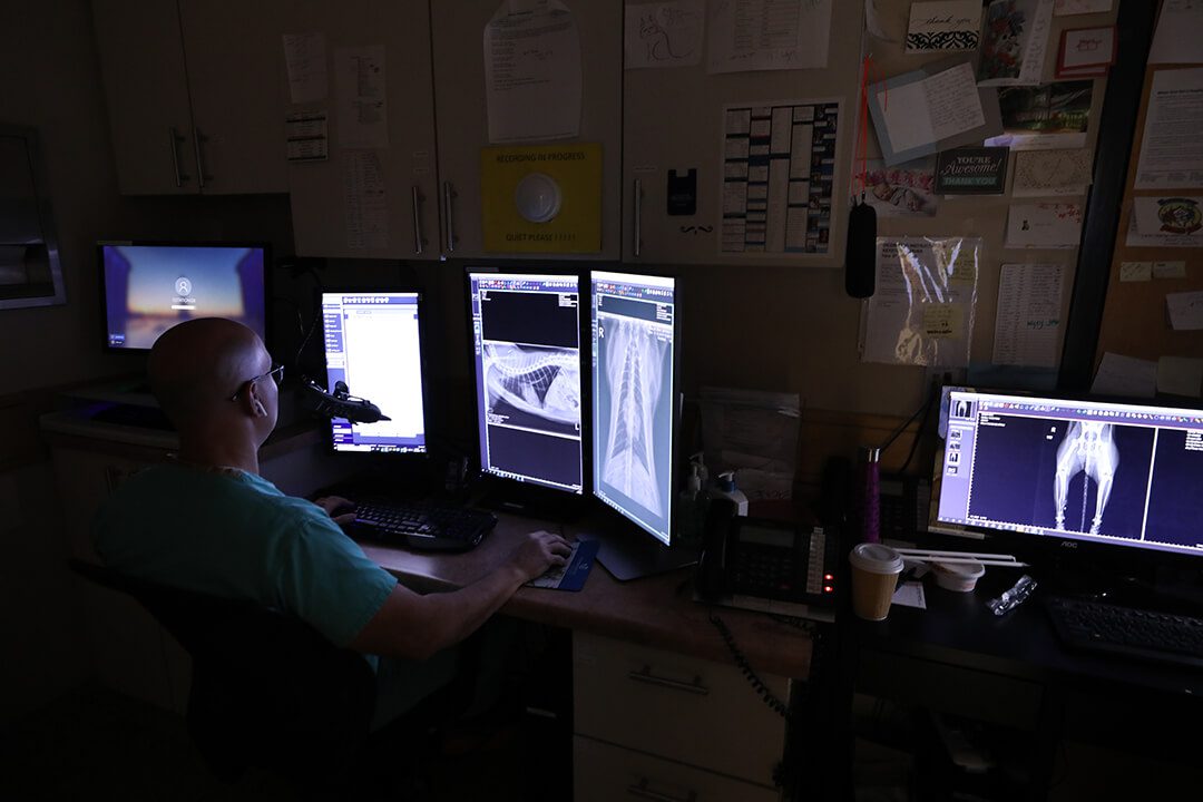 A vet sits in the dark looking at backlit X-rays.
