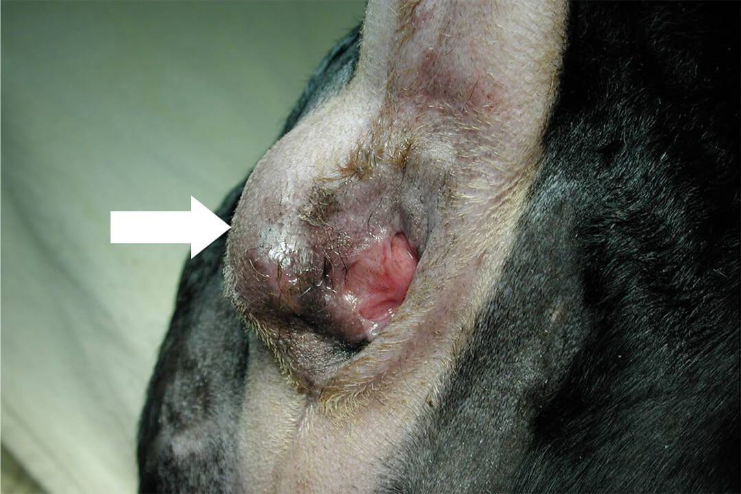 The image shows a lump near the anus that is indicative of anal sac cancer in dogs.