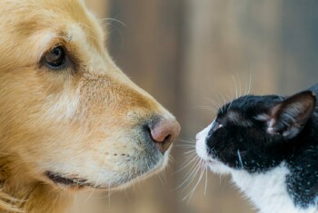 A golden retriever and black and white cat look into each other's eyes.