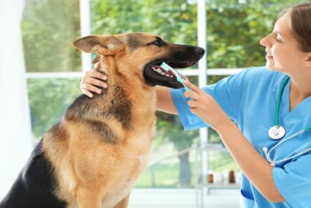 A female vet brushes a German shepherd's teeth.