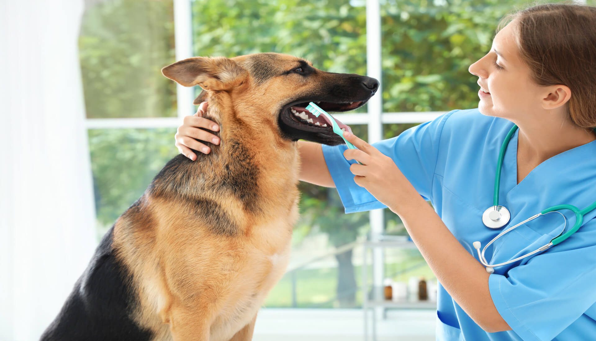 Dental Care for Cats and Dogs - BluePearl Pet Hospital