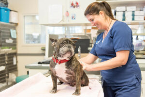 A BluePearl doctor is smiling while they examine a dog.