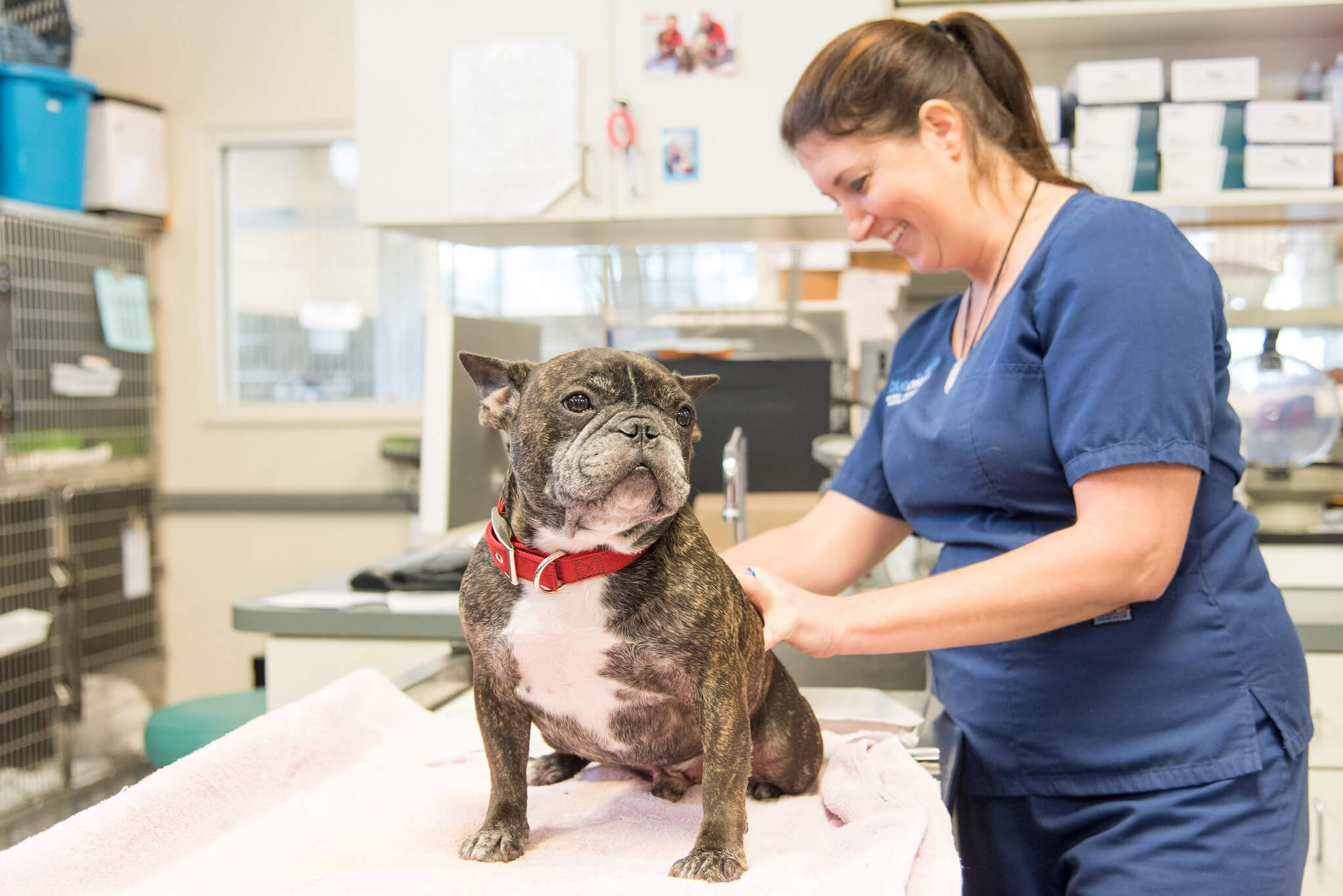 A female veterinarian examines a French bulldog that sits on a table.