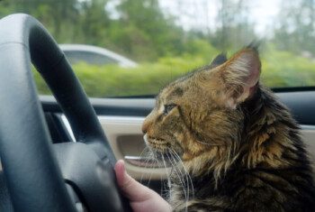 A cat sits in a car next to the driver.