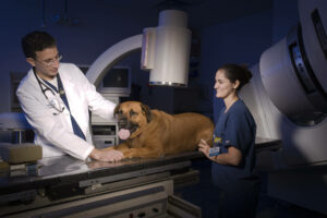 A veterinarian and a vet tech prepare a brown dog for diagnostic imaging.