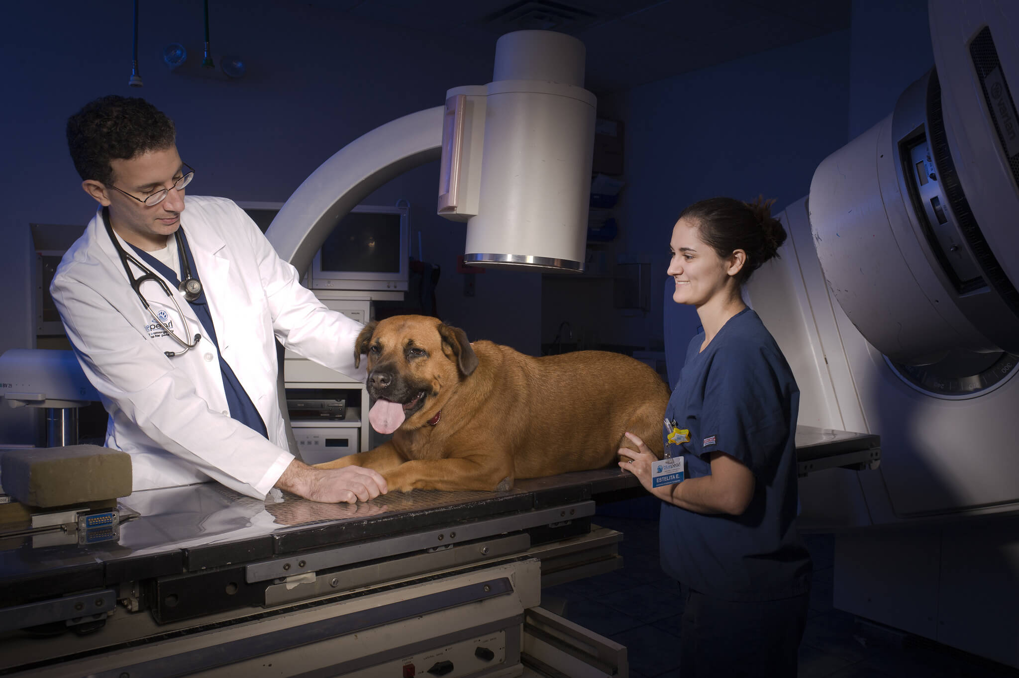 Two veterinarians stand next to a large brown dog on a table.
