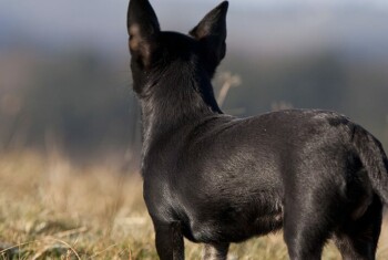 A small black dog stands in the grass.
