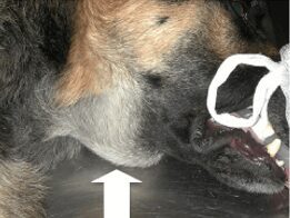 what causes a dogs salivary gland to swell