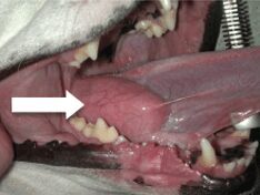 An image indicating where a salivary mucocele is under a dog's tongue.