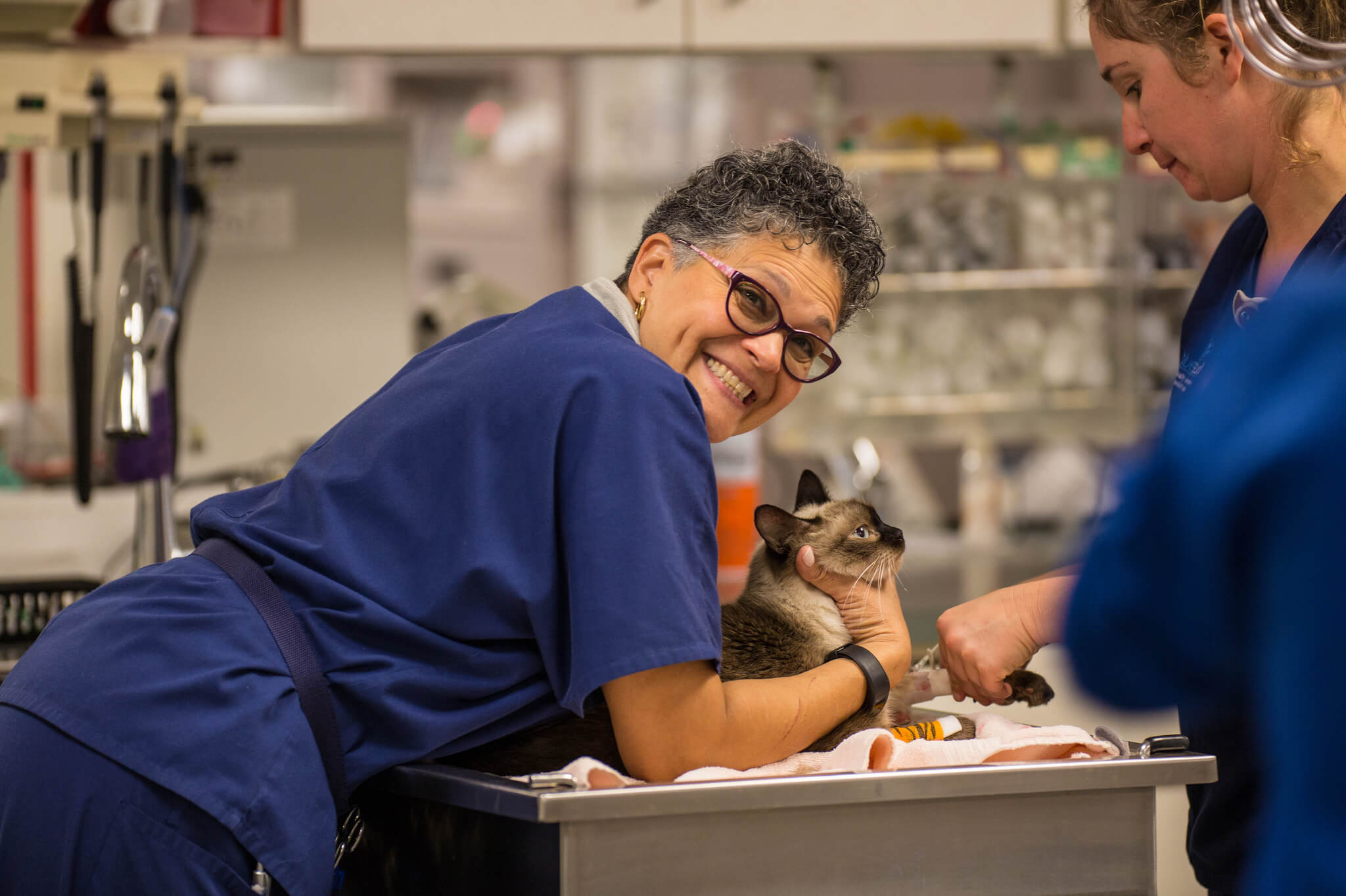 Two veterinarians hold a cat on a table.