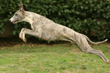 A grey hound leaps through the air.