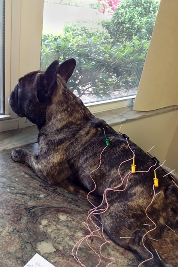 A French bulldog is connected to acupuncture needles.