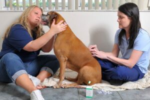 Two veterinary acupuncture practitioners sit on the floor with a brown dog