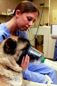 A young, female vet gives a large dog anesthesia.