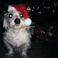 A picture of Barry wearing a Santa cap.